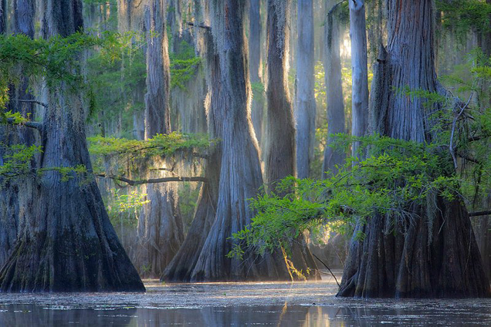Jezioro Caddo-Luizjana-Teksas - fantastic_cypress_caddo_lake.jpg