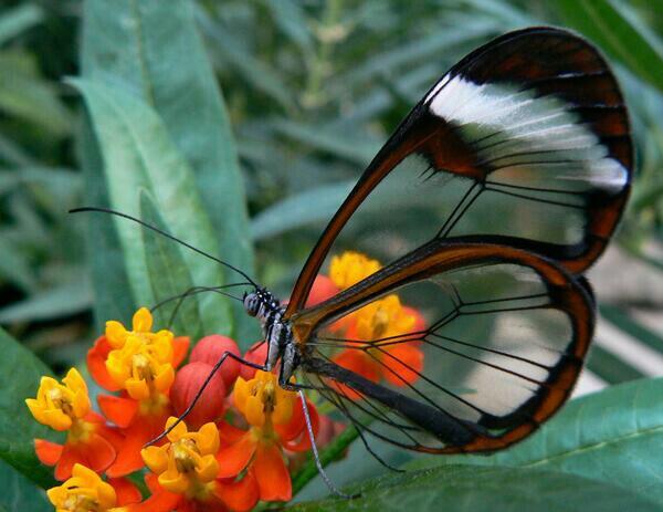 Najdziwniejsze zwierzęta świata ilustracje - Motyl ze szklanymi skrzydłami.jpg