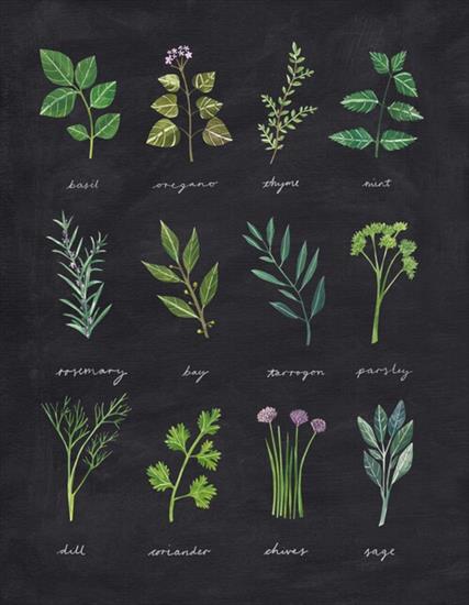 Ryciny - Herbals.jpg