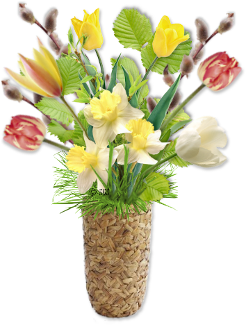 Kwiaty - tulipan.png