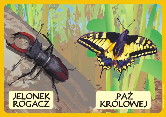 Zwierzęta chronione Polski - 06.jpg