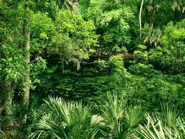 PRZYRODA MORSKAHD - Blue Spring State Park, Florida.jpg