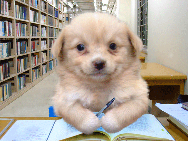 HUMOR - pies w bibliotece.gif