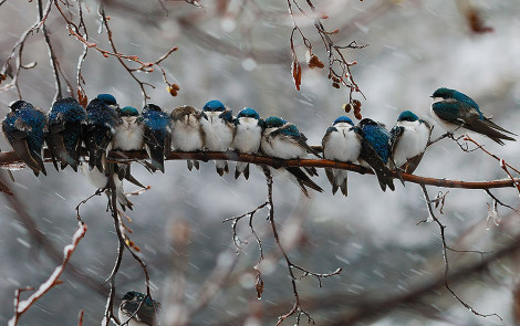 Razem będzie nam Cieplej - birds-keep-warm-bird-huddles-3__880-470x295.jpg