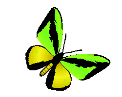 Motyle - butterfly6.gif