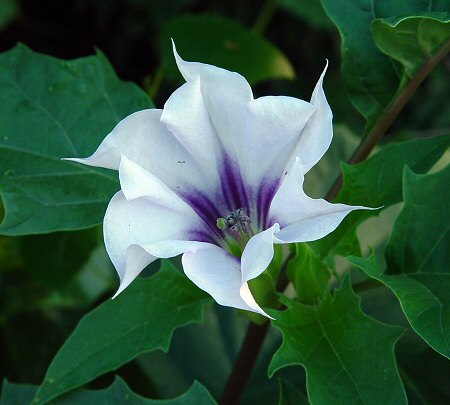  Datury-bielunie - Daturastramoniumflower.jpg