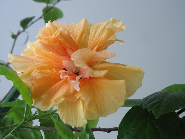 hibiskusy ketmie - hibiskus.jpg