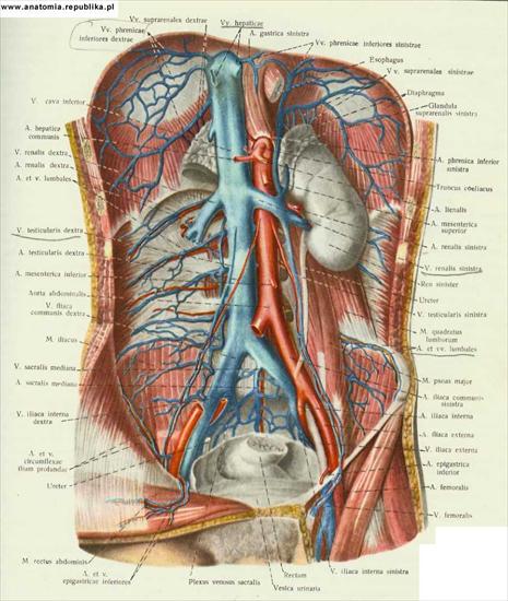 anatomia - 23.jpg
