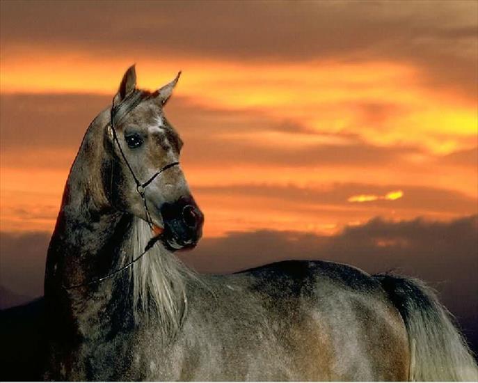 Konie - zwierzeta-konie-1280-3470.jpg