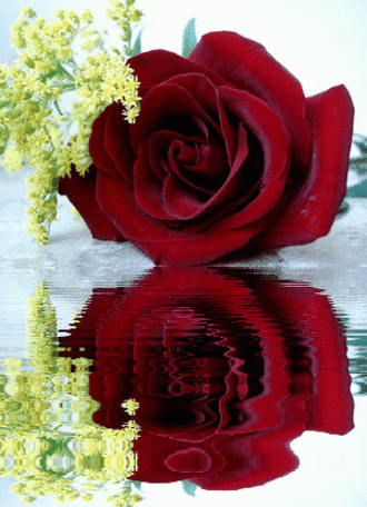 róże czerwone 2 - gify 79.gif