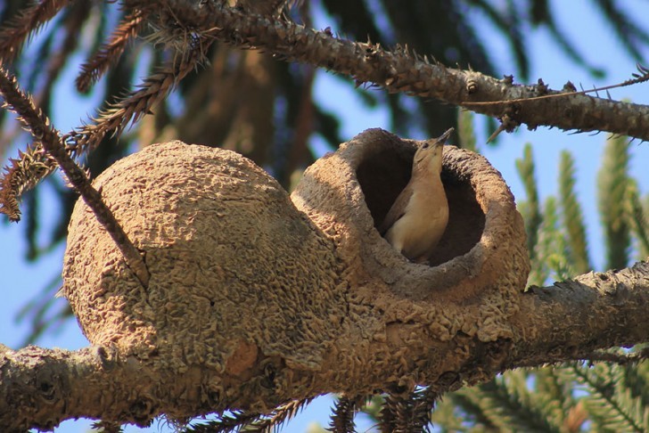 Gniazda - Lasówka złotogłowa buduje swoje gniazdo z dość solidnych materiałów  błota i gliny.jpg