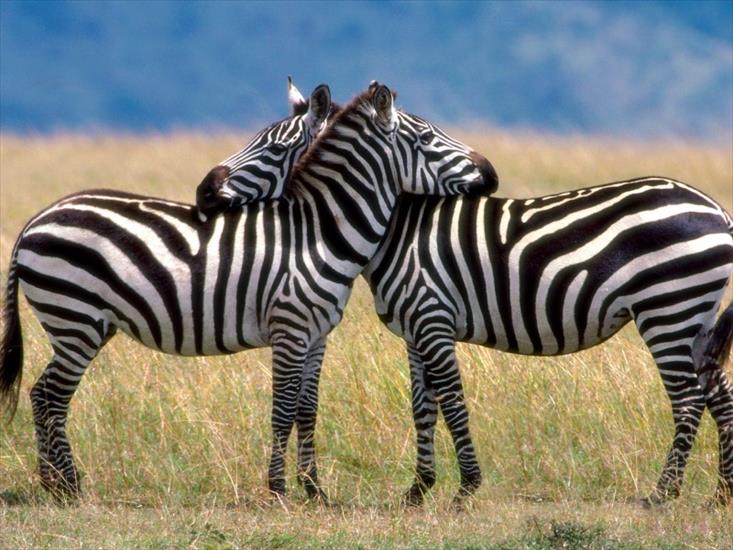 zwierzęta - zebras-800x600.jpg