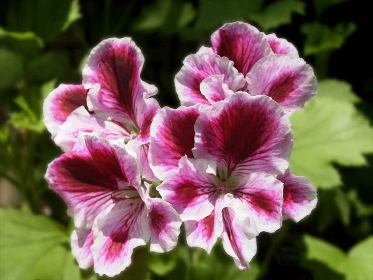 pelargonie - pelargonia.jpg