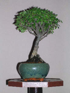 BONSAI-JPG - bonsai 192.jpg