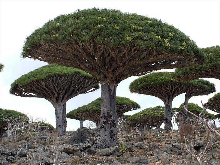 Las Smoczych Drzew, - socotra-yemen.jpg