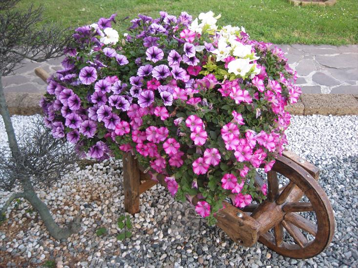 TAPETY RÓŻNE - flowers_in_a_wheelbarrow_by_subzero1989-d4n42tq.jpg