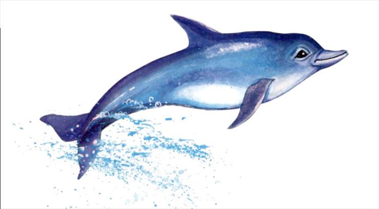 Zwierzęta morskie - Delfin.jpg