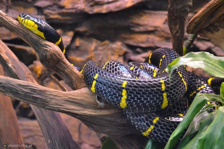 Węże, żmije - Wąż mangrowy - Boiga dendrophila.jpg
