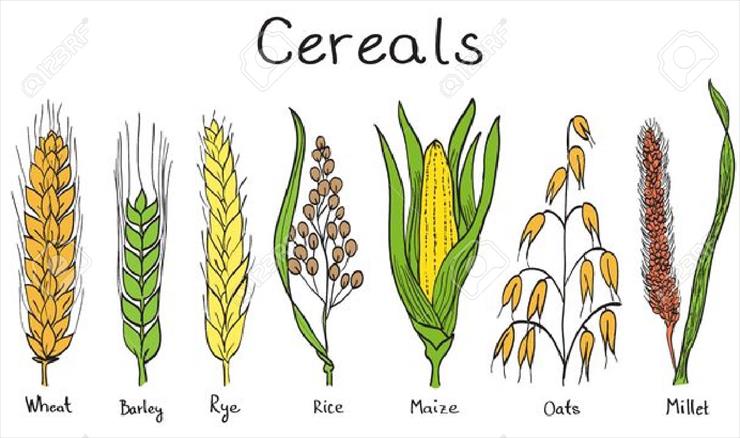 ZBOZA - 13865808-Cereals-hand-drawn-illustration-wheat-barley-rye-millet--Stock-Photo.jpg